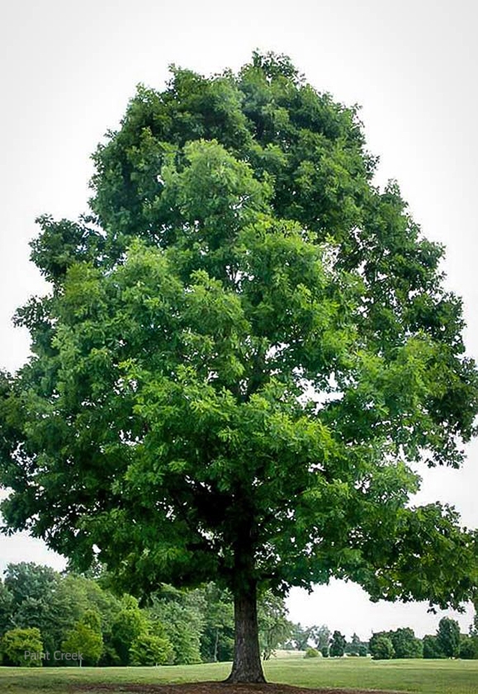 White Oak (Quercus alba)